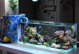 Shop the betta fish supplies your pet needs at petco. Aquarium Water Filters For Happy Healthy Fish Cute Home Pets