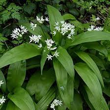 Image result for Allium ursinum