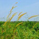 Image result for Cenchrus polystachios