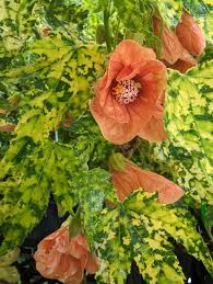 Image result for Abutilon