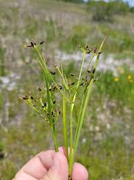 Image result for Rhynchospora eximia