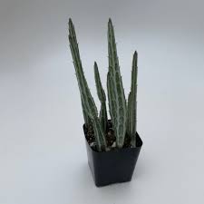Image result for Kleinia sp.no.1