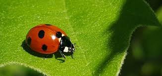 Use them in commercial designs under lifetime, perpetual & worldwide rights. Top 7 Tips For Controlling Pests In Your Backyard Garden