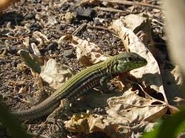 Image result for Aspidoglossum nyasae