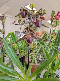 Image result for Bolusiella maudiae