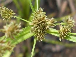 Image result for Cyperus chersinus