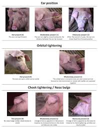 If it is on a place where the pain level is generally high, like plan ahead with your tattoo artist: Animals Free Full Text Is The Piglet Grimace Scale Pgs A Useful Welfare Indicator To Assess Pain After Cryptorchidectomy In Growing Pigs Html