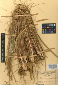 Image result for Ctenium newtonii