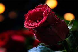 The rose has many meanings which vary depending on its color. Top 10 Most Beautiful Flowers In The World Depthworld Com