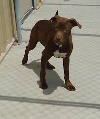 Adopt d21 / 1247 a black german shepherd dog dog in grand junction, co (31393593)adopt d21 / 1247 a black german shepherd dog dog in grand junction, co. Pin On Rescue Me