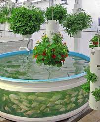 The process of farming your own tilapia may sound overwhelming, but most people can start their own tilapia farm with some time and the right resources. Aquaponic System With Blue Tilapia And Hanging Plants The Lab Orlando Fl Aquaponic Gardening Aquaponics Backyard Aquaponics