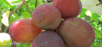 Raw michelle is a natural health blogger and researcher, sharing her passions with others, using the internet as her medium. 5 Organic Ways To Foil Fruit Tree Pests