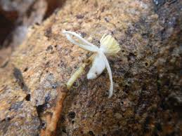 Image result for Caloncoba crepiniana