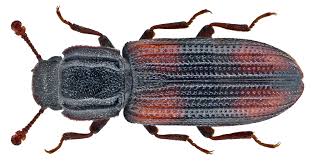 Image result for Blotiella crenata