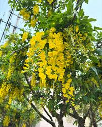 Image result for Laburnum anagyroides