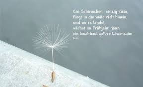 Pusteblume Pusteblume Spruch Pusteblume Blumen