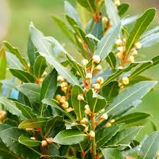 Image result for bay leaf bush foto