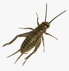 Jul 12, 2019 · 10 fascinating facts about crickets close cousins of katydids. Cricket Insect Png Banded Crickets Vs House Cricket Transparent Png Kindpng