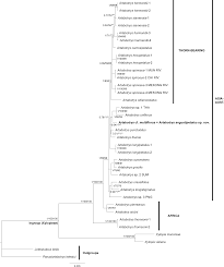 Image result for Artabotrys stolzii