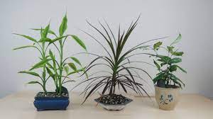 The Dracaena Tree O Houseplant Bonsai Youtube