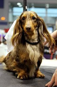 Black And Tan Dapple Long Haired Dachshund Akc Black And Tan Brindle Dachshund Champion Dapple Dachshund Dog Brindle Dachshund Doxie Dogs