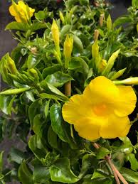 Image result for dipladenie žlutá obrázek