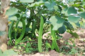 Image result for Canavalia gladiata