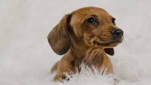 A wide variety of mini dachshund options are available to you, such as plush, metal. Mini Dachshund For Sale In Rochester Ny Buy Mini Dachshund Puppies