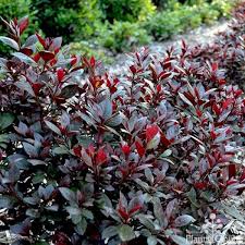 Azalea Shiraz Azaleas Landscaping Shrubs Front Yard Landscaping