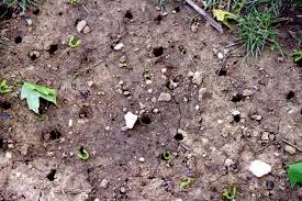 Billions of brood x cicadas that have spent 17 years patiently growing in complete darkness⁠⁠ will beginning in late april or early may, once the ground is warm enough, billions of brood x cicadas will. This New App Will Help You Track Upcoming Cicada Swarm Pittsburgh Magazine