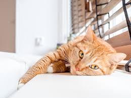 Visitors bring gift baskets and flowers to their loved ones. Things Your Cat Is Thankful For Dreaming Summit Animal Hospital