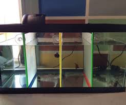 Fish Tank Dividers Diy Fish Tank Fish Tank Betta Fish