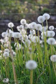 Hwit Blogg Dandelion Wish Dandelion Clock Dandelion