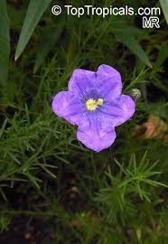 Image result for Nierembergia hippomanica