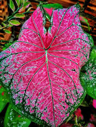 Image result for Caladium