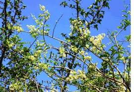 Image result for Tricliceras mossambicense