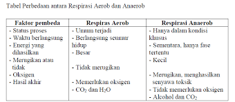 Respirasi anaerob sering disebut juga dengan nama fermentasi. Respirasi Pada Tumbuhan Pengertian Jenis Dan Mekanismenya Pintar Biologi