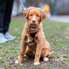 Tilly Nova Scotia Duck Tolling Retriever 4 M O Central Park New York N New York Dog Nova Scotia Duck Tolling Retriever Funny Dogs