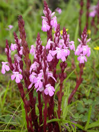 Image result for Striga gesnerioides