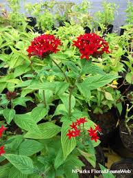 Image result for Pentas lanceolata