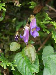 Image result for Momordica pterocarpa