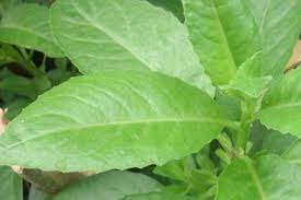 Jika belum, jangan pernah anggap sepele jenis tanaman ini karena ada banyak sekali manfaat manfaatkan khasiat daun dewa dengan mengonsumsi ramuan jamu yang terbuat dari umbi daun dewa dan dicampur dengan sedikit biji ginkgo serta sedikit madu. 7 Manfaat Dan Khasiat Daun Sambung Nyawa Untuk Kesehatan Mantra Sukabumi