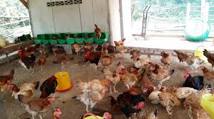 We did not find results for: Sistem Reban Reban Ayam Ternakan Ayam Kampung Aflegacy Facebook