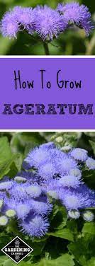 Ageratum Ageratum Houstonianum Is A Fast Growing Annual And Makes A Charming Fill In For Fl Container Flowers Container Gardening Flowers Container Gardening