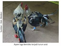 Mengatasi Turun Urat Pada Ayam Laga Medion