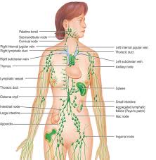 Lymphatic Massage Archives Allergies Your Gut