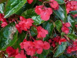 How To Keep The Begonia Dragon Wing Well Cared For Gardening On