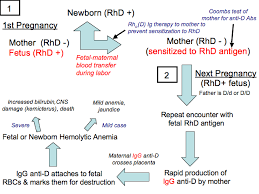 Hemolytic Disease Of Newborn Hdn