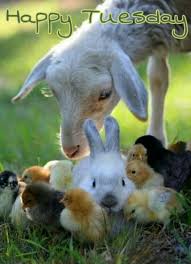 Check spelling or type a new query. 90 Happy Tuesday Ideas Happy Tuesday Cute Animals Animals