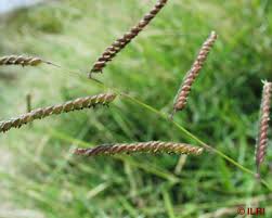 Image result for Urochloa brachyura